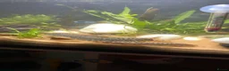 Loaches fish for sale: Two yoyo loaches  in Milton Keynes - Advert 8