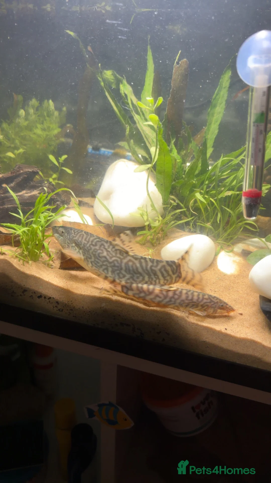 Loaches fish for sale: Two yoyo loaches  in Milton Keynes - Advert 8