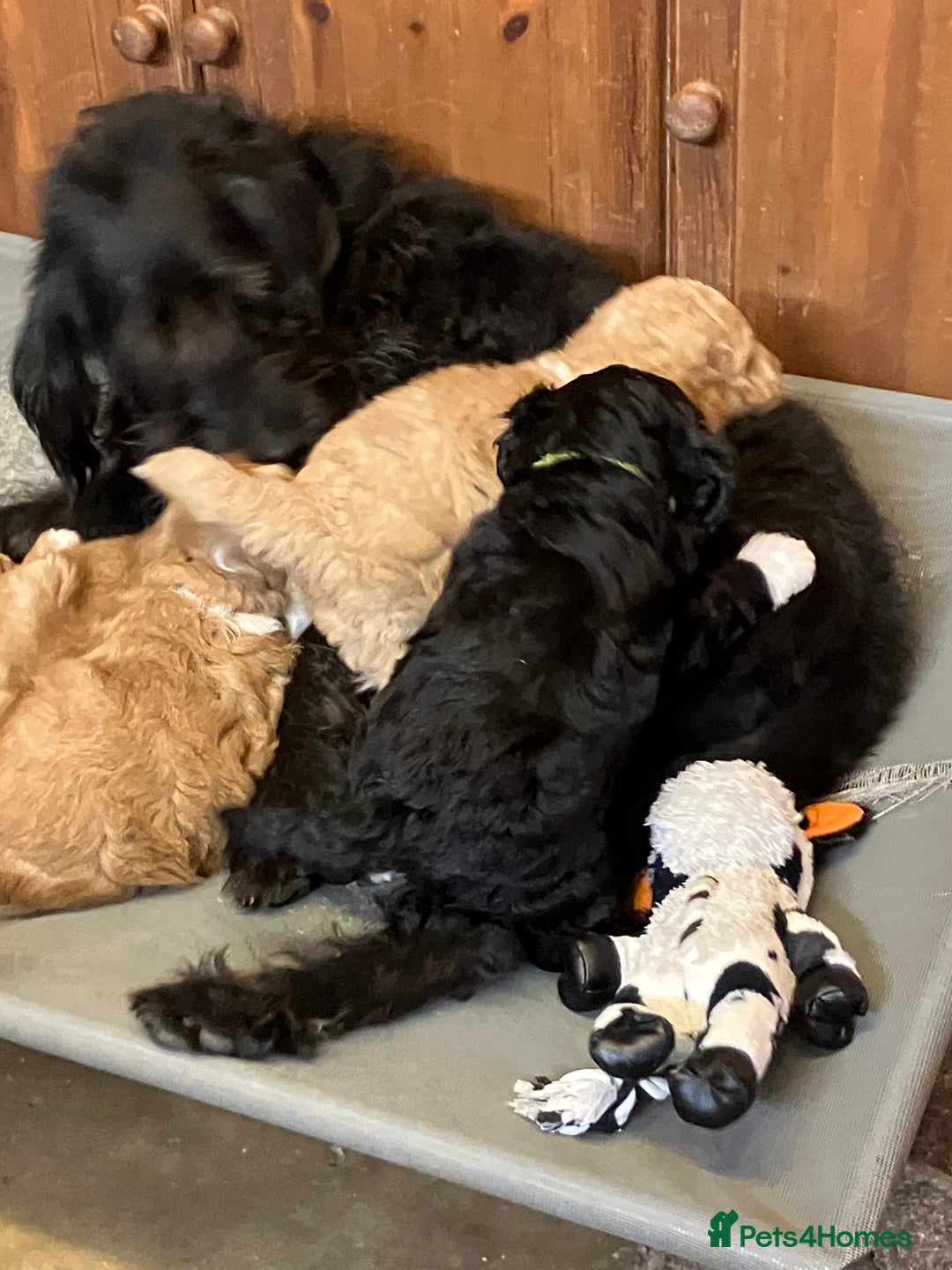 Australian Labradoodle dogs for sale: Stunning miniature Australian labradoodles - Image 14