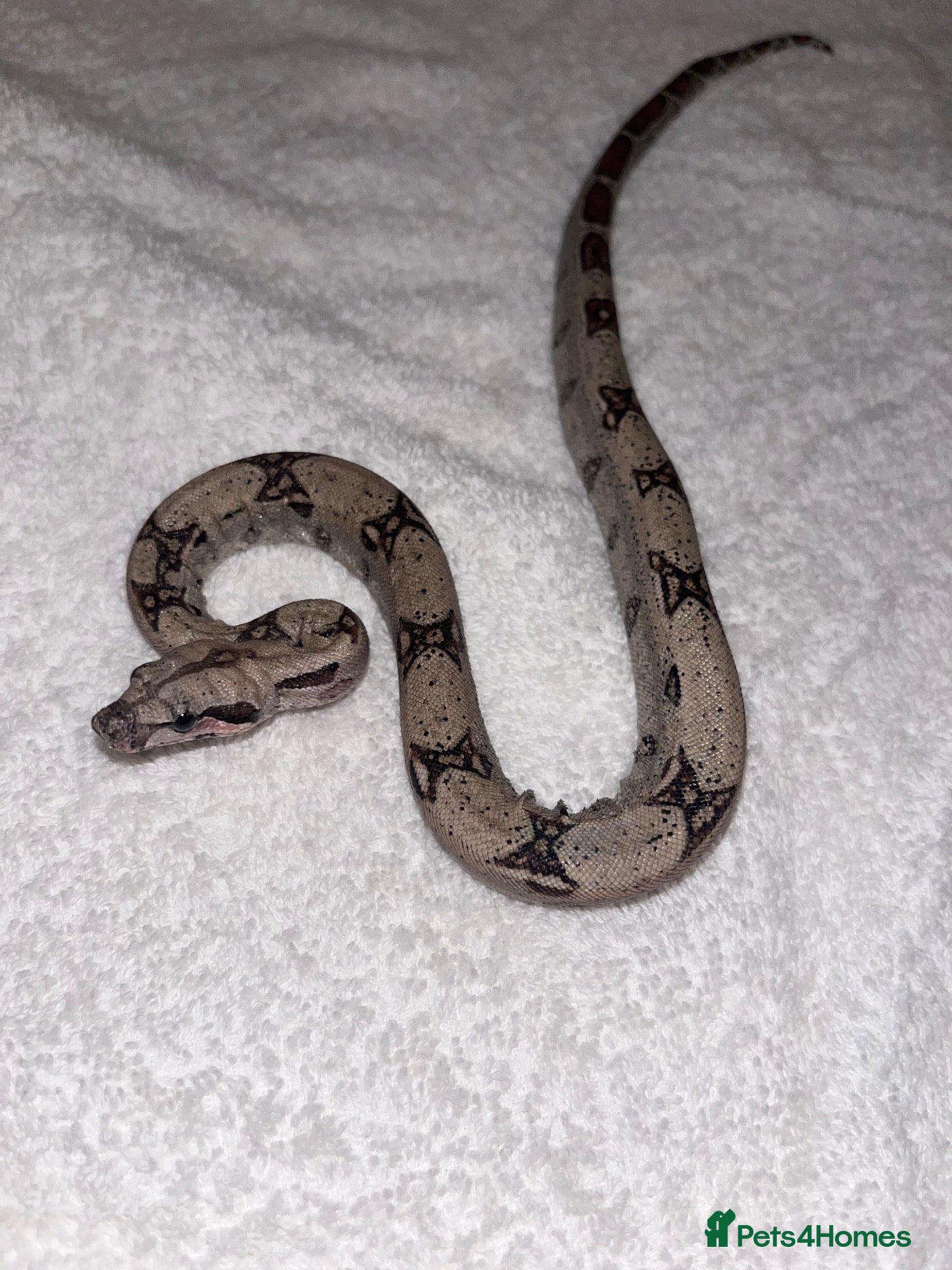 Boa Snake reptiles Baby boa constrictor - jungle  - Advert 3