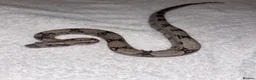 Boa Snake reptiles for sale: Baby boa constrictor - jungle  in Buckingham - Advert 1