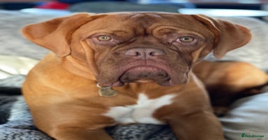 Dogue De Bordeaux dogs - Advert 6