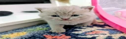 British Shorthair cats for sale: GCCF BSH KITTENS 2 BOYS 1 GIRL  - Advert 27