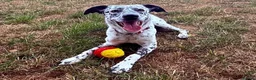 Mixed Breed dogs for sale: Sensitive Girl needs Special Home  - Advert 3