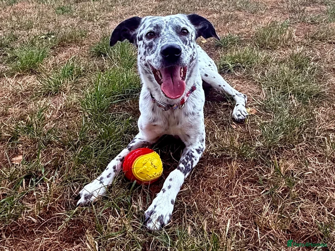 Mixed Breed dogs for sale: Sensitive Girl needs Special Home  - Advert 3