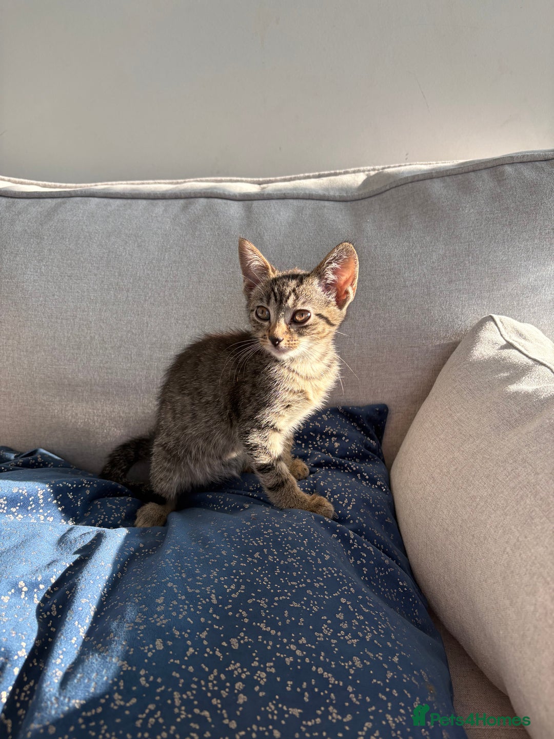 Mixed Breed cats for sale: 3 kittens for sale - Image 3