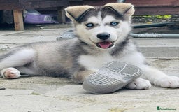 Siberian Husky dogs for sale: Wynter - Image 4