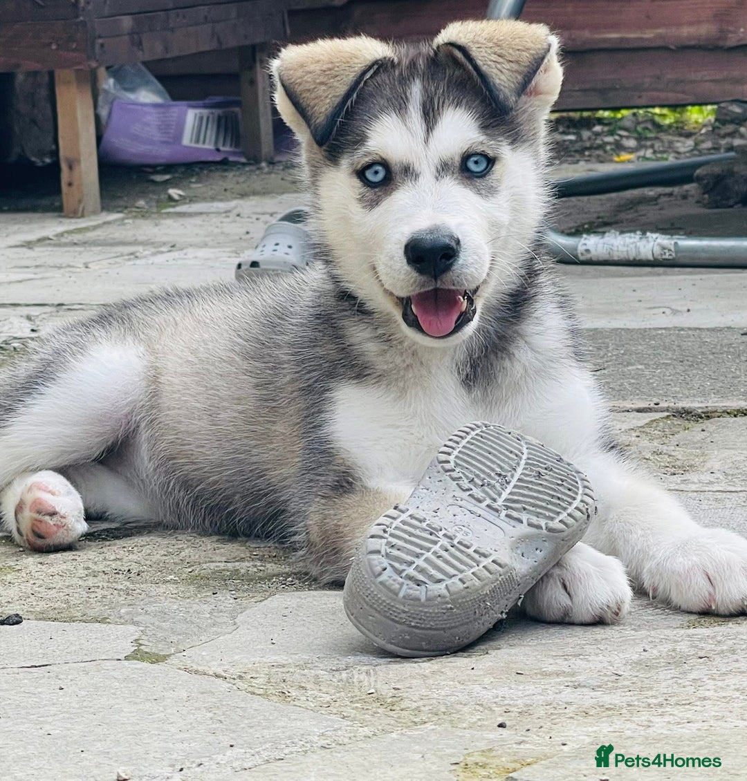 Siberian Husky dogs for sale: Wynter - Image 4