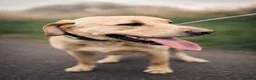 Labrador Retriever dogs for sale: Labrador  in Peterborough - Advert 7