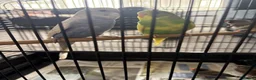 Budgerigars birds for sale: Baby budgies and baby finches  - Advert 1