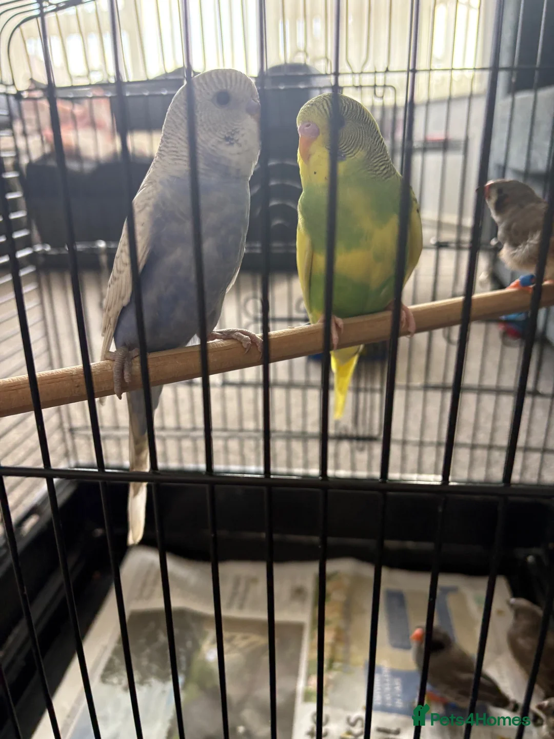 Budgerigars birds for sale: Baby budgies and baby finches  - Advert 1