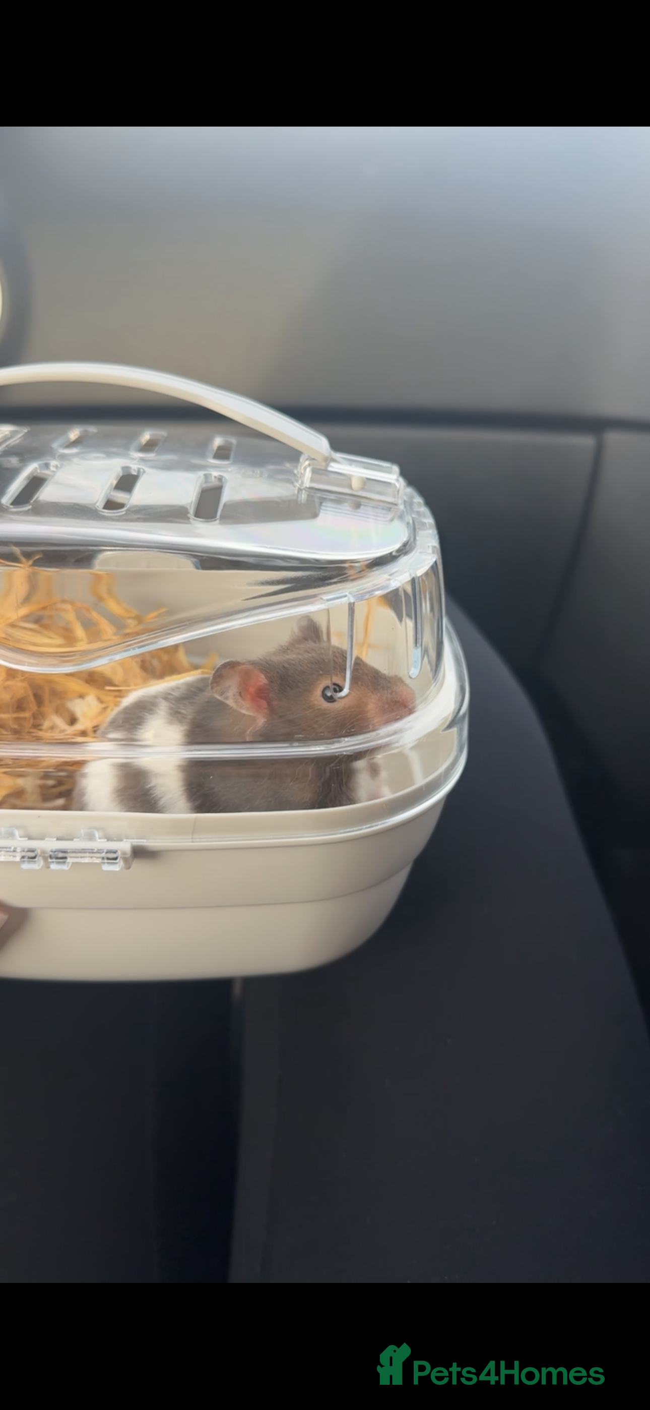 Hamster rodents Hamster for adoptions/sale - Advert 1