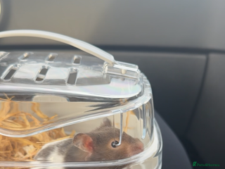 Hamster rodents Hamster for adoptions/sale - Advert 1