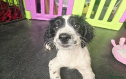 English Springer Spaniel dogs for sale: ⭐️ Last KC Stunning homebred Girl Pup  DNA Vet⭐️ - Image 38