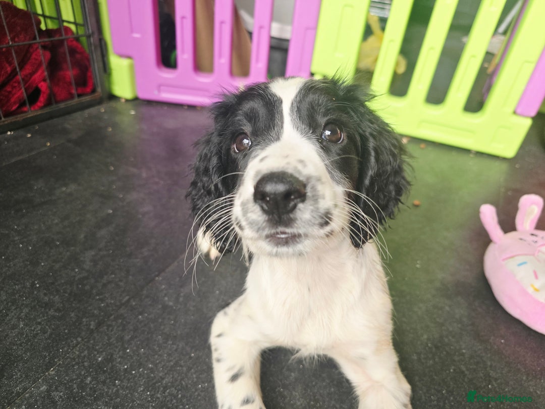 English Springer Spaniel dogs for sale: ⭐️ Last KC Stunning homebred Girl Pup  DNA Vet⭐️ - Image 38