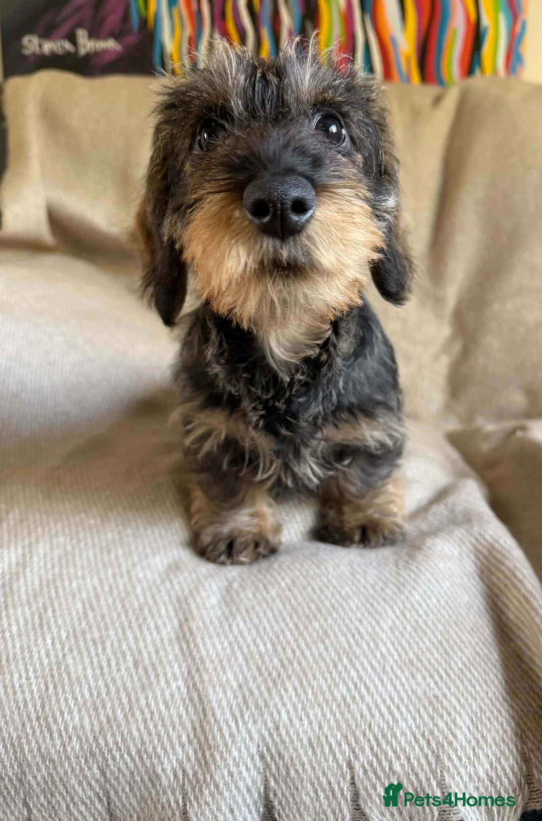 Dachshund dogs for sale: Stunning teckel girl pup  - Advert 2