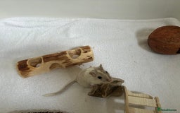 Gerbil rodents for sale: 2 female gerbils (including bucatstate cage etc) - Image 5