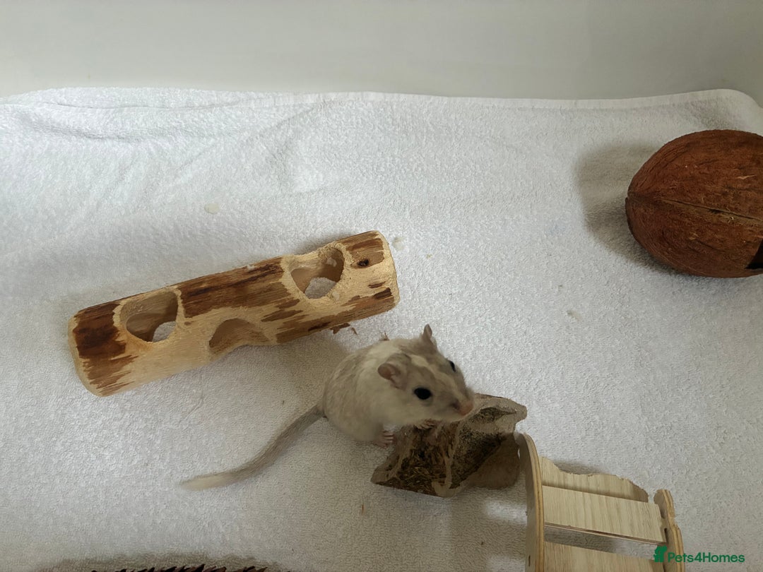 Gerbil rodents for sale: 2 female gerbils (including bucatstate cage etc) - Image 5