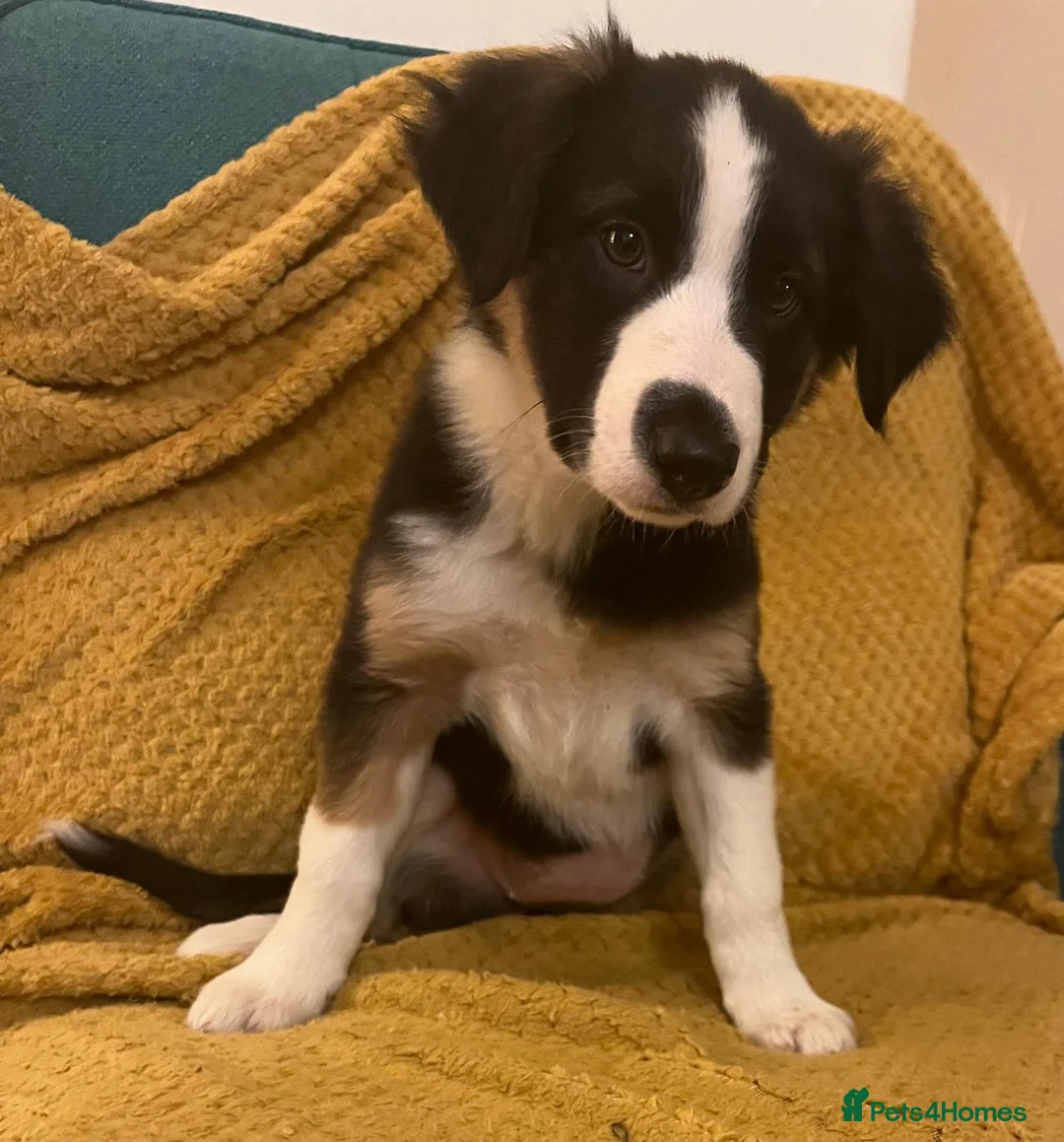 Border Collie dogs for sale: Adorable Border Collies for Sale - Advert 25