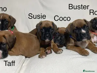 Boxer dogs Beautifull Boxer Puppies ready 26/03/26 in Ammanford - Advert 1