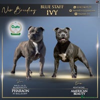 Staffordshire Bull Terrier dogs - Advert 1