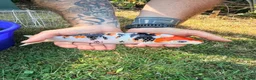Koi Carp fish for sale: Japanese Koi Carp & Colourful Goldfish - 15 fish - Advert 6