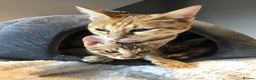 Savannah cats for sale: Beautiful full pedigree savannah kittens  - Advert 13