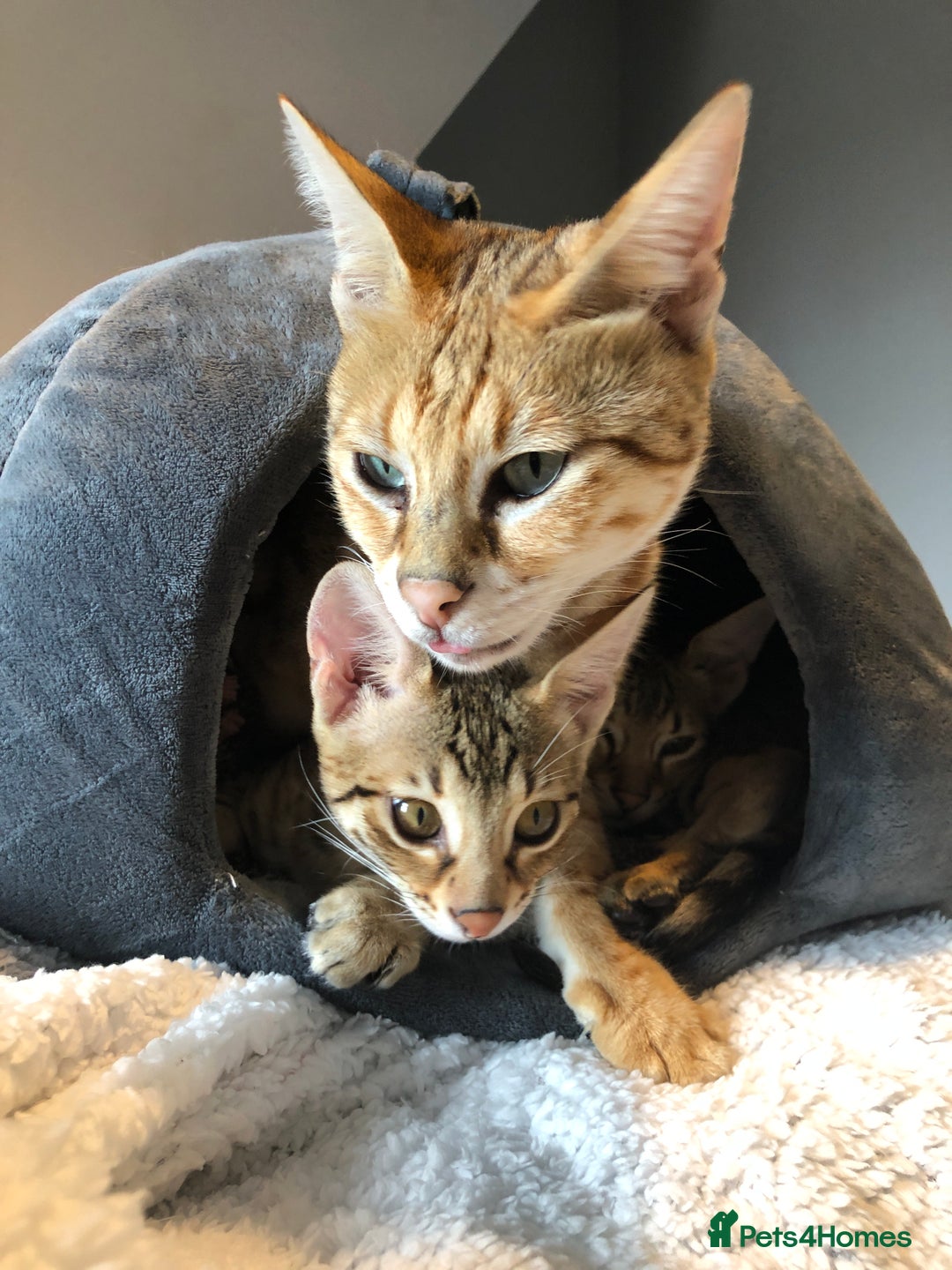 Savannah cats for sale: Beautiful full pedigree savannah kittens  - Advert 13