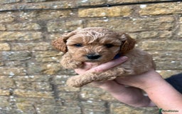 Cavachon dogs for sale: Cavapoochon puppies  - Image 11