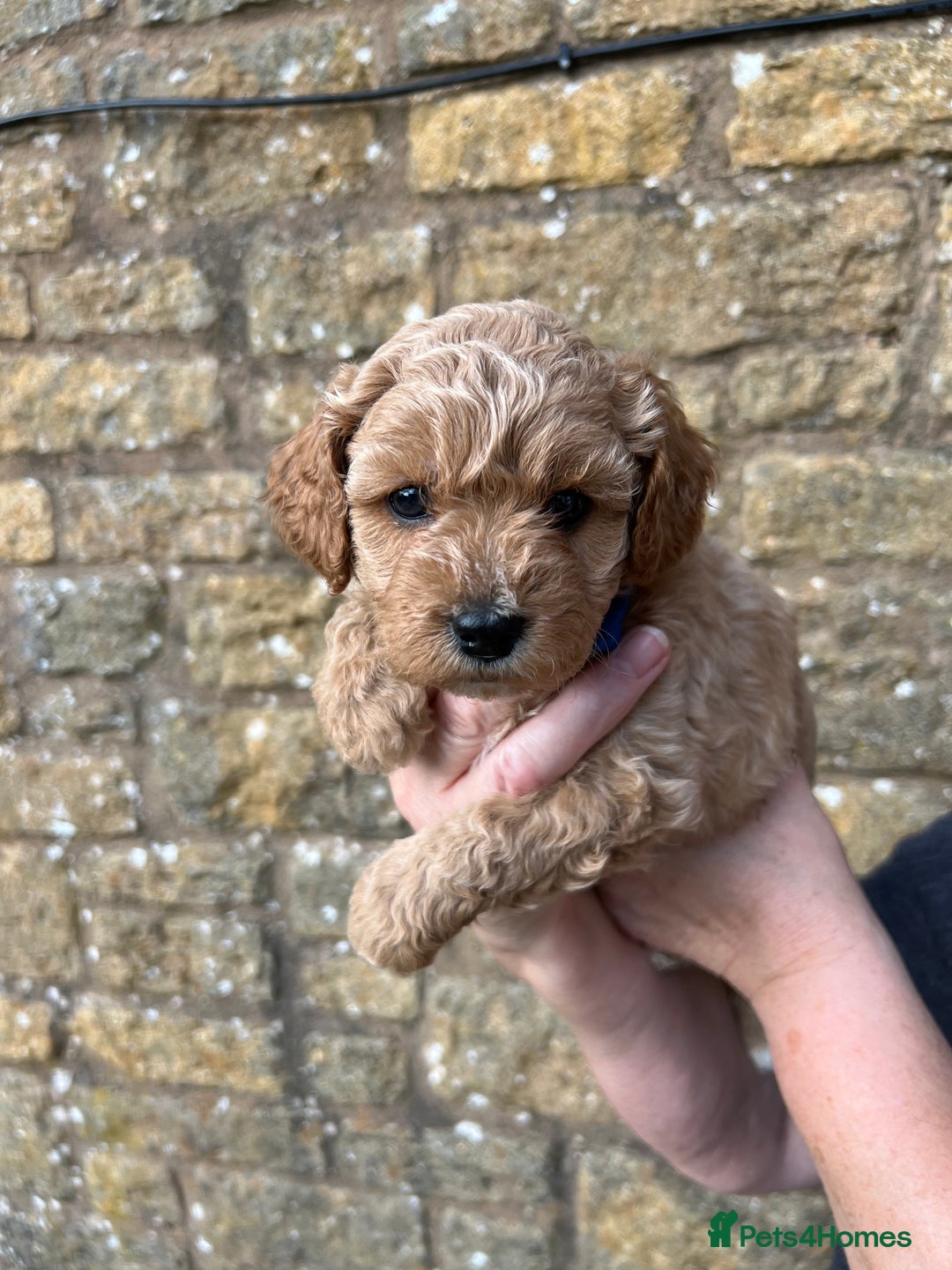 Cavachon dogs for sale: Cavapoochon puppies  - Image 11