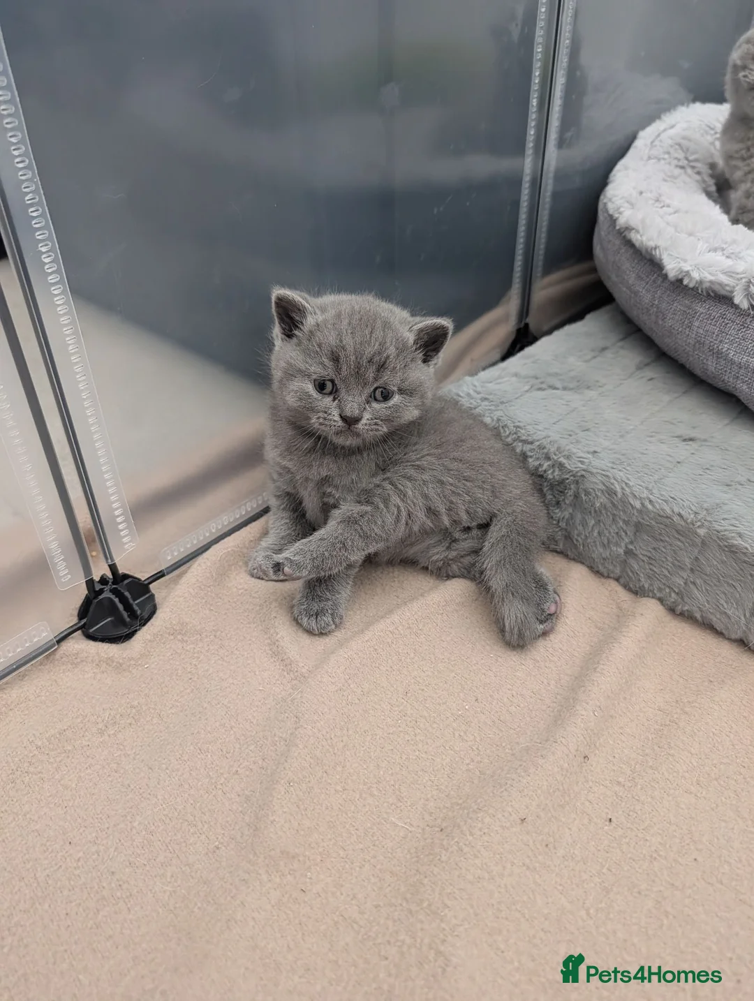 British Shorthair cats for sale: Beautiful Blue British Shorthaired Kittens 😺🐾 in Burton-on-Trent - Advert 7