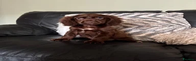 Cocker Spaniel 2