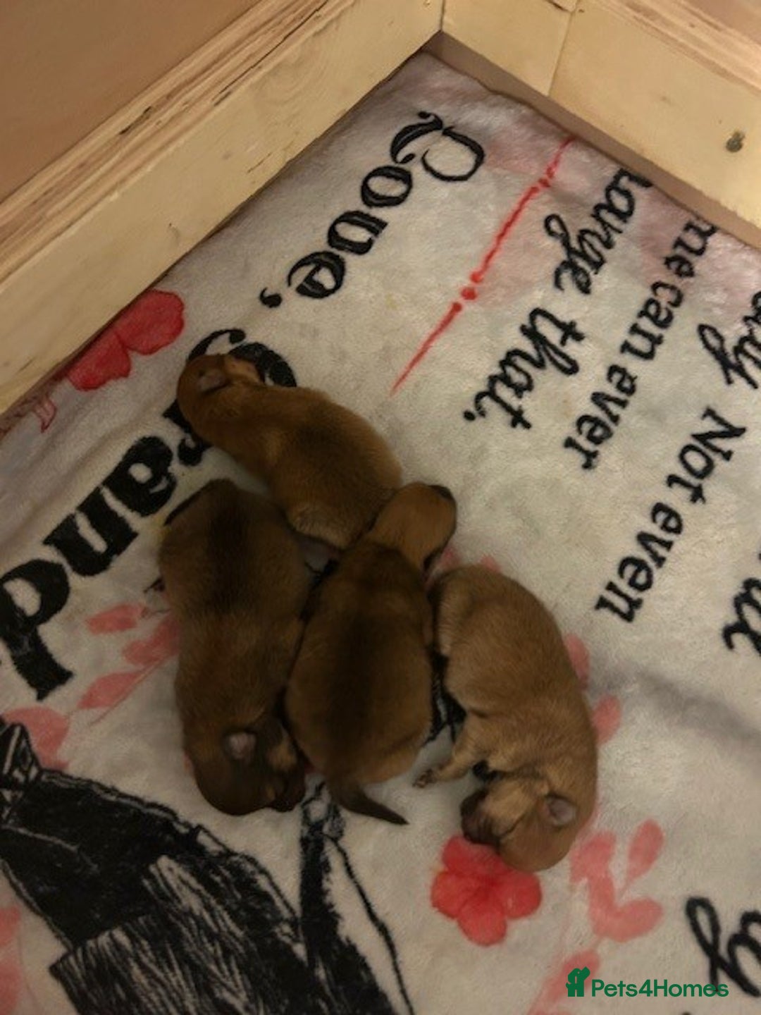 Pomeranian dogs for sale: Tiny Pomeranian Puppies - Advert 5