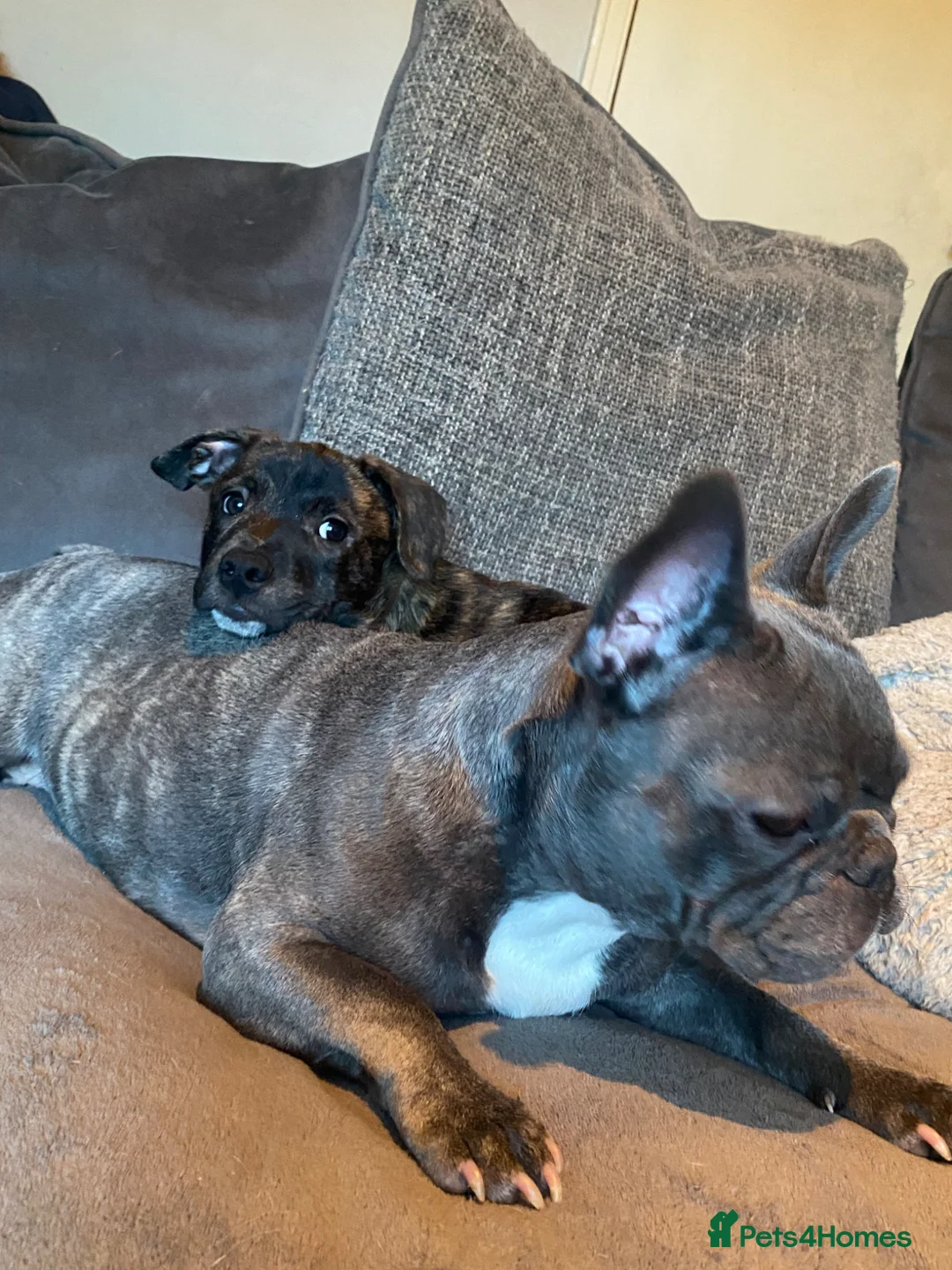 Mixed Breed dogs for sale: French Bulldog X Border Collie puppies - 10 weeks in Leeds - Advert 14
