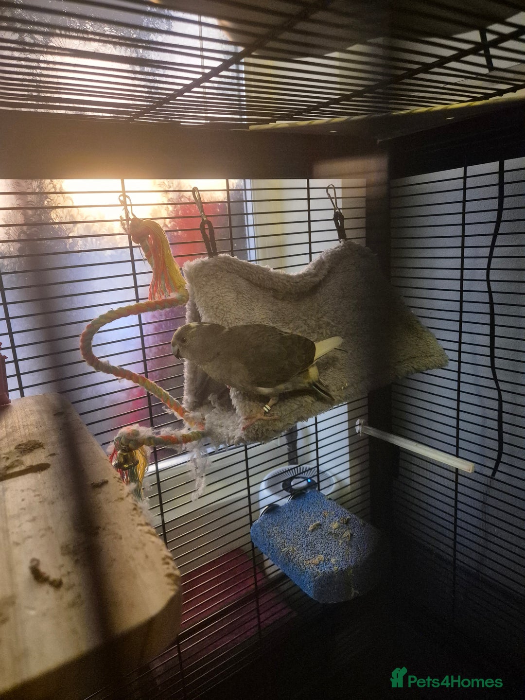 Cockatiels birds for sale: 2 Female Kakariki  - Advert 2