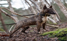 English Bull Terrier dogs for sale: Fit English Bull Terrier Female  - Image 2