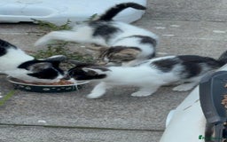 Domestic Shorthair cats for sale: Beautiful Kittens ready for forever home  - Image 1