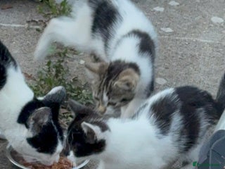 Domestic Shorthair cats - Advert 21