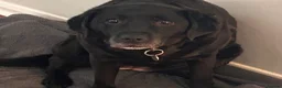 Labrador Retriever dogs for sale: Free Adoption -KC Registered Black Labrador  - Advert 4