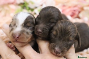 Miniature Dachshund dogs - Advert 13