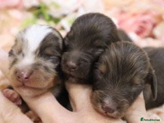 Miniature Dachshund dogs - Advert 4