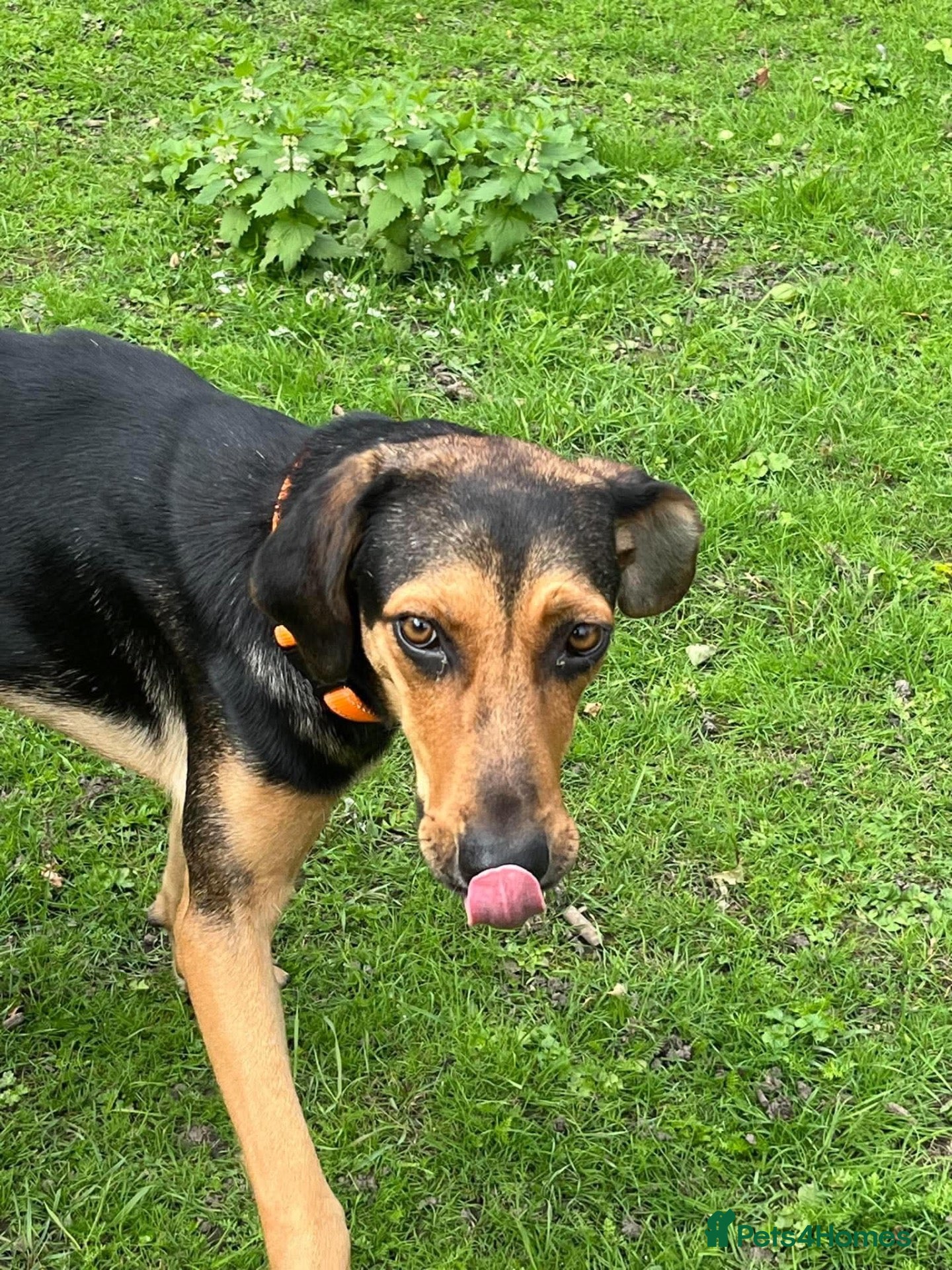 Mixed Breed dogs Moca needs a loving home  - Advert 12