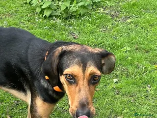 Mixed Breed dogs Moca needs a loving home - Advert 12