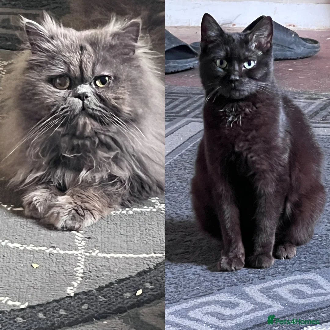 Persian cats for sale: Persian mix kittens - Advert 6