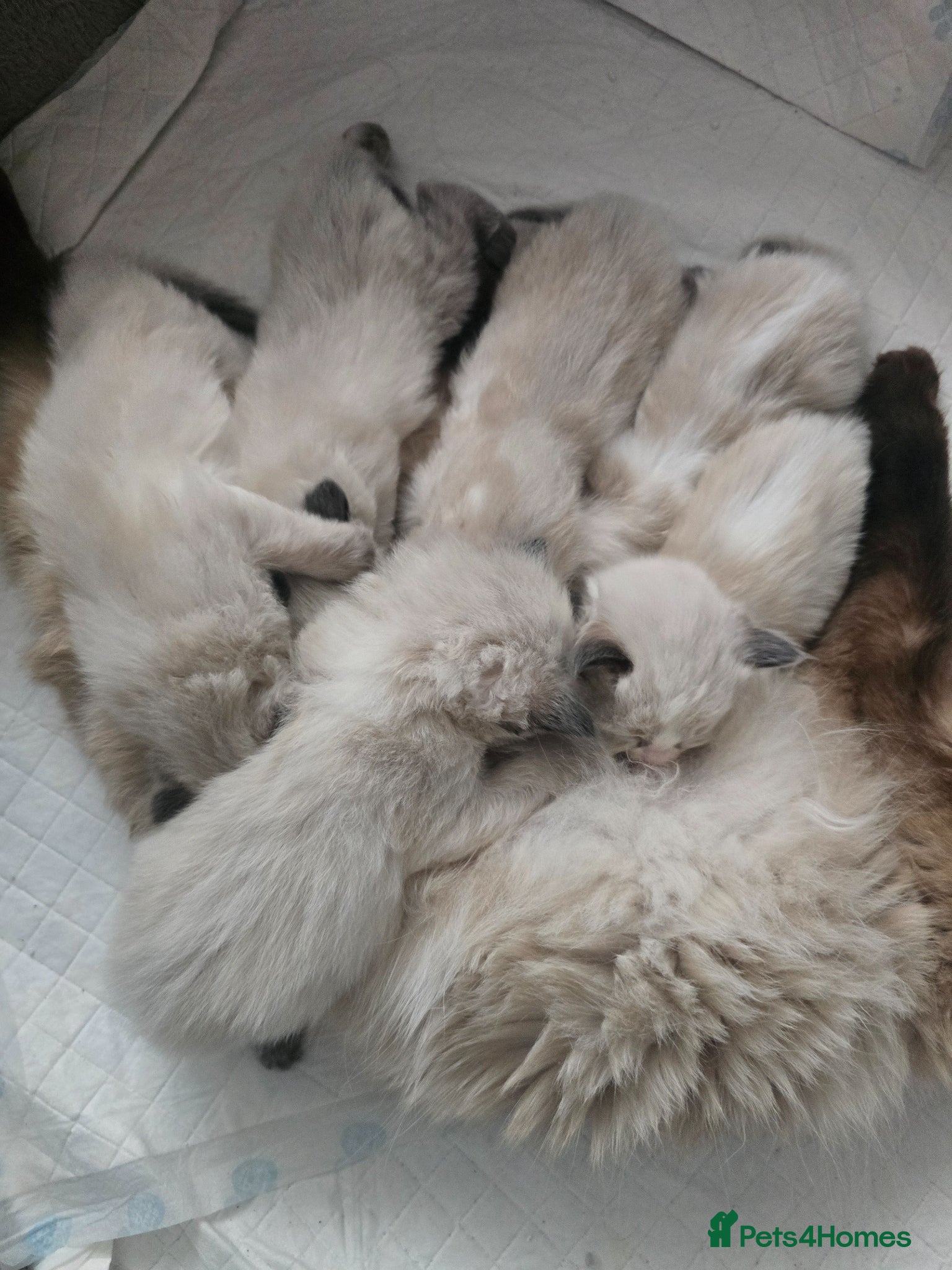Ragdoll cats for sale: Sky kittens 😸 ♥️  - Advert 16