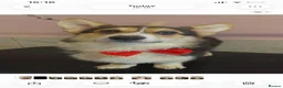 Welsh Corgi Pembroke dogs for stud: Proven KC Quality Pembroke Welsh Corgi for Duties  - Advert 2