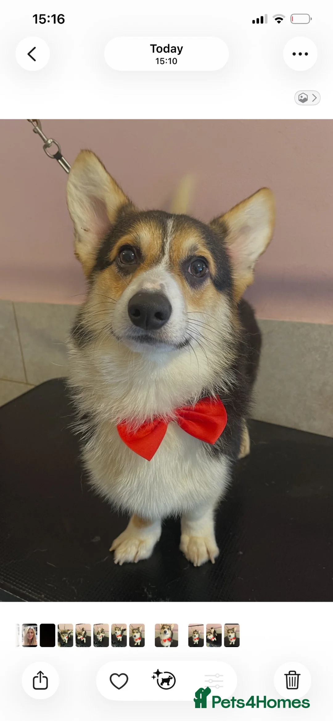 Welsh Corgi Pembroke dogs for stud: Proven KC Quality Pembroke Welsh Corgi for Duties  - Advert 2