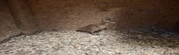 Ducks poultry for sale: Pure bred KHAKI CAMPBELL Ducklings for sale - Advert 5