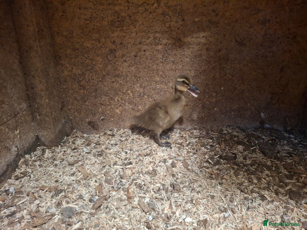 Ducks poultry for sale: Pure bred KHAKI CAMPBELL Ducklings for sale - Advert 5