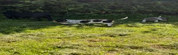 Dachshund dogs for sale: Two beautiful Isabela dachshund b in Rugby - Advert 12